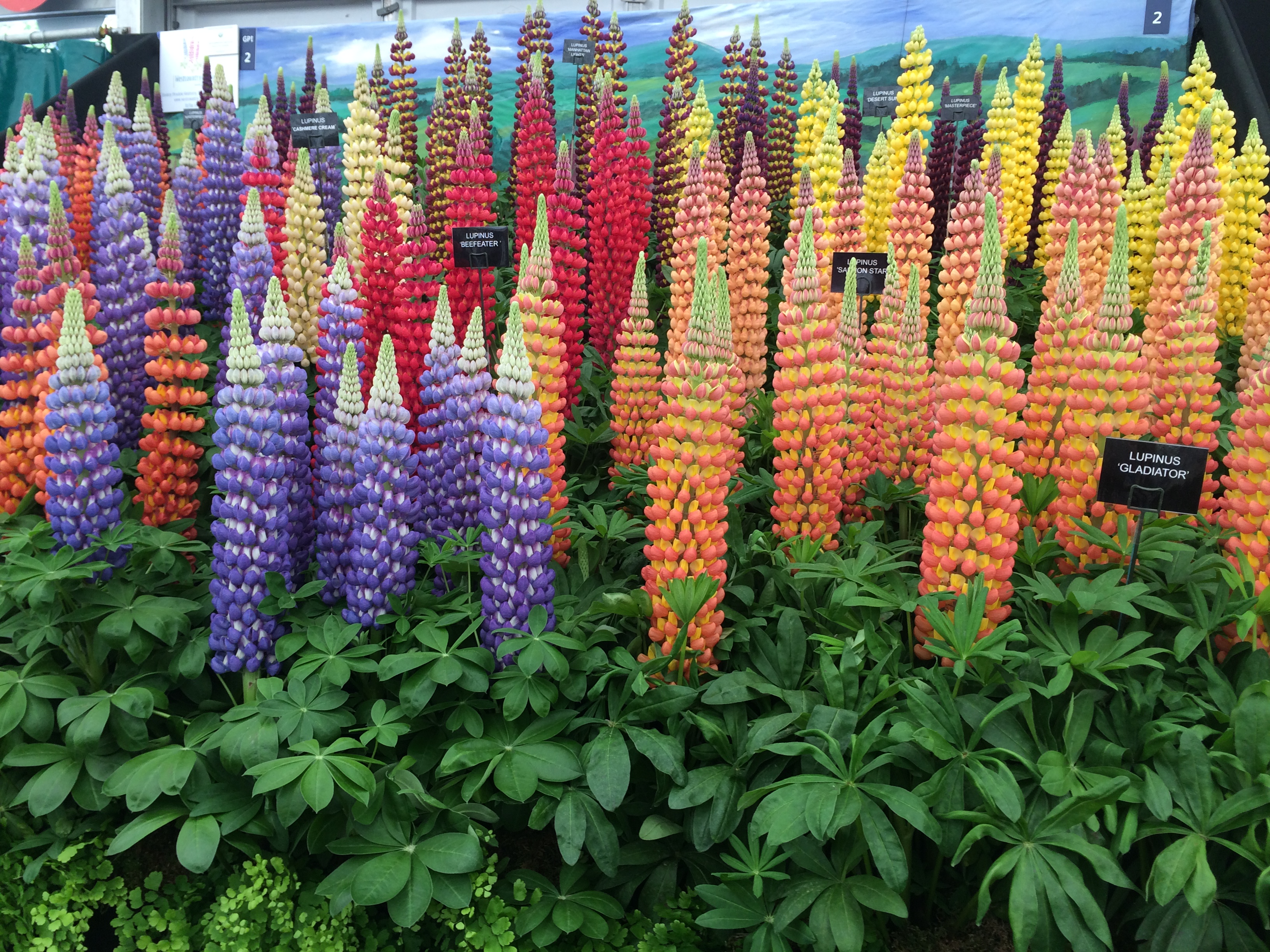 Lupins Chelsea Flower Show 2015
