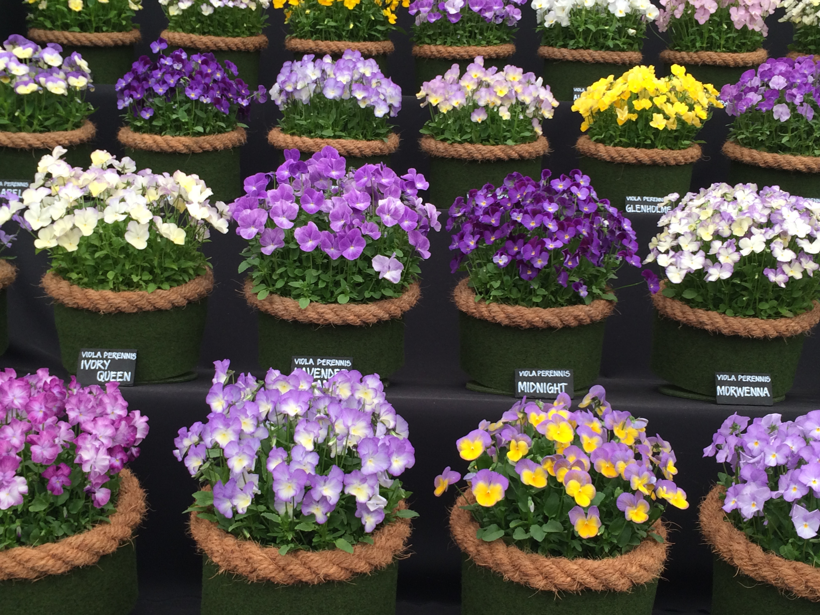 Violas Chelsea Flower Show 2015