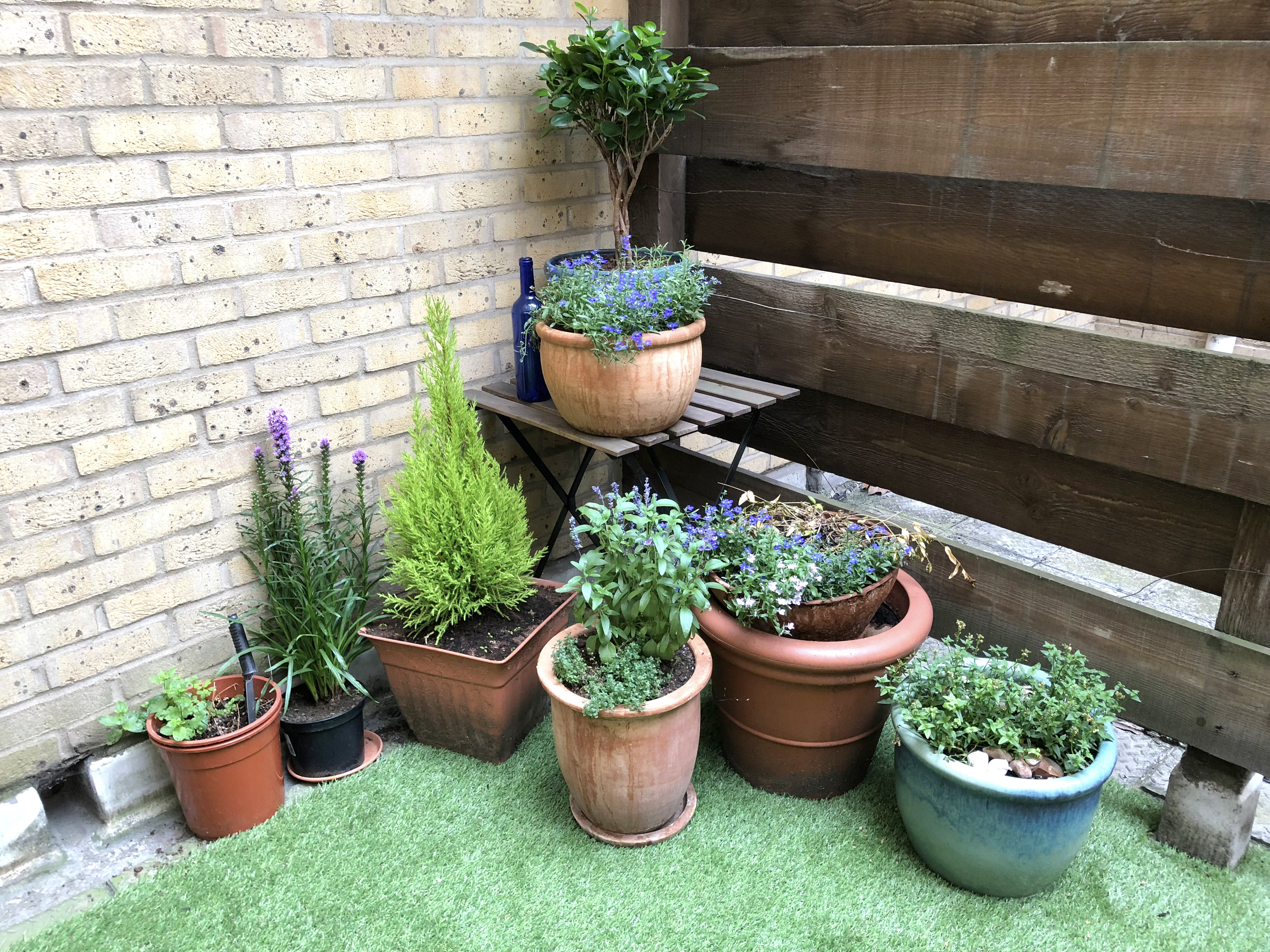 Small London garden with plant pots arranged at different heights