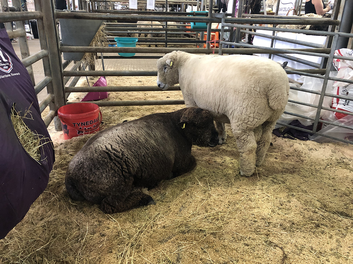Specialist breed sheep at Woolfest 2019