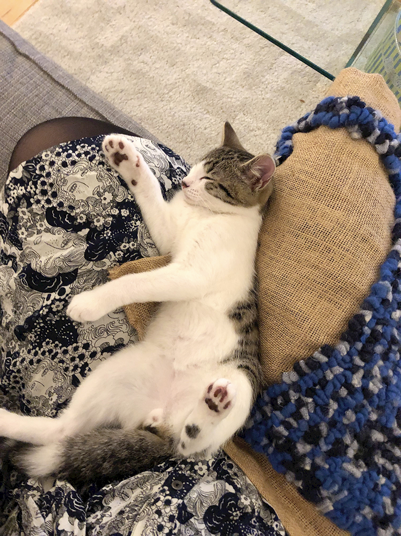 Cat lying on rag rug cushion
