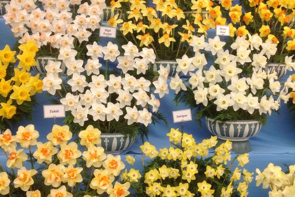 Daffodil Rag Rug Inspiration