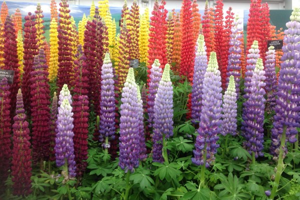 Lupins Chelsea