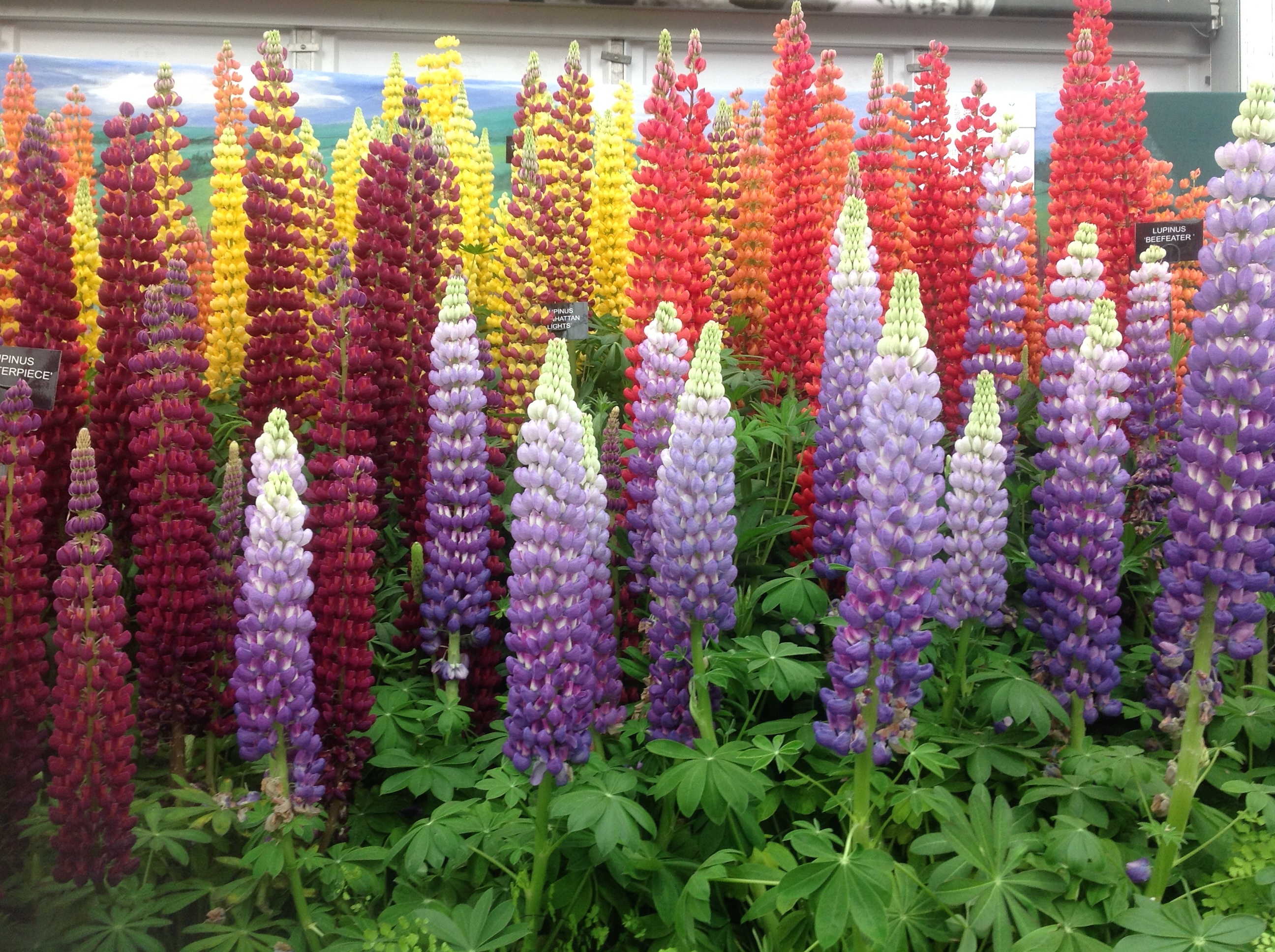 Lupins Chelsea