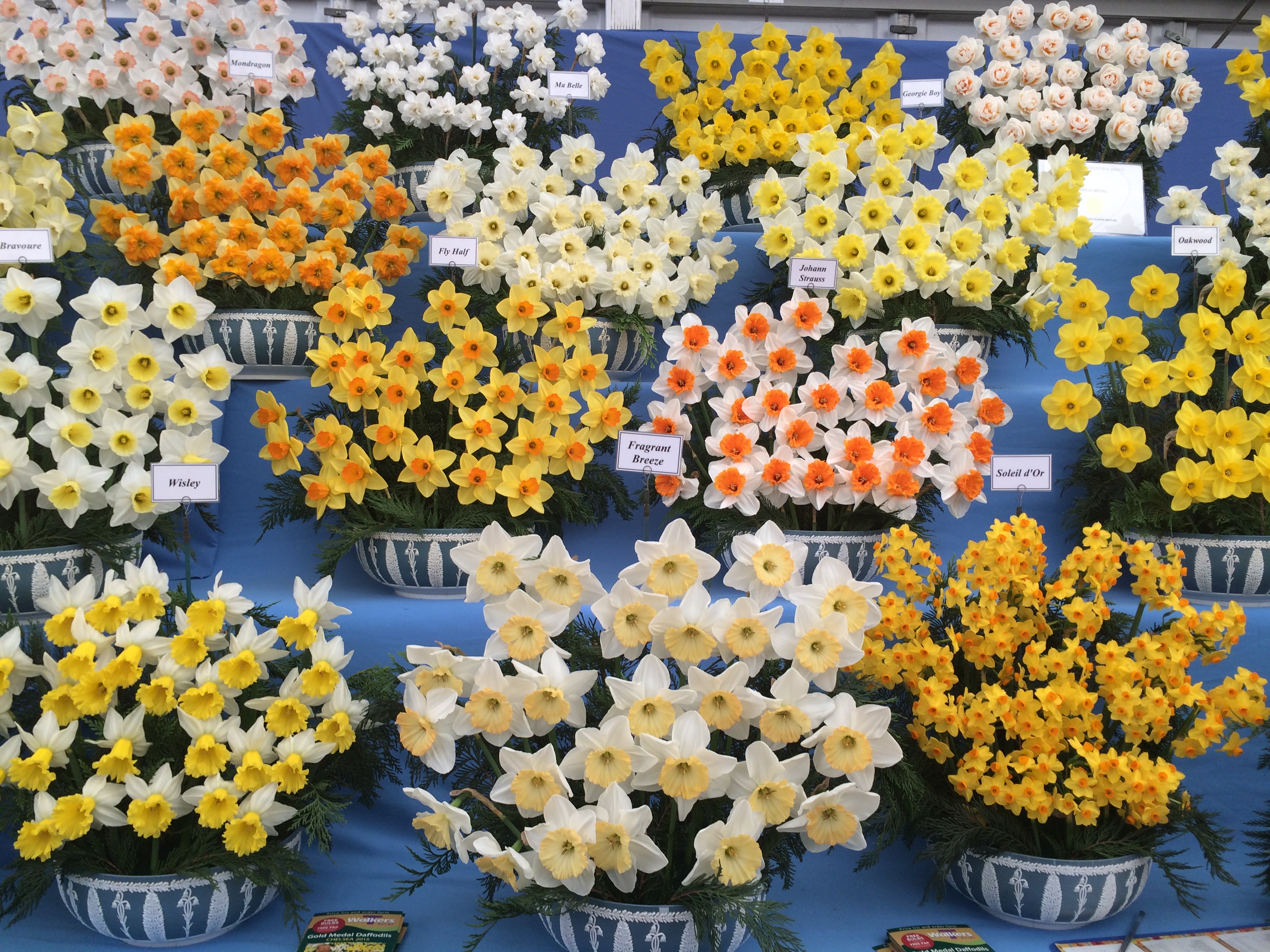 Daffodils Chelsea Flower Show 2015