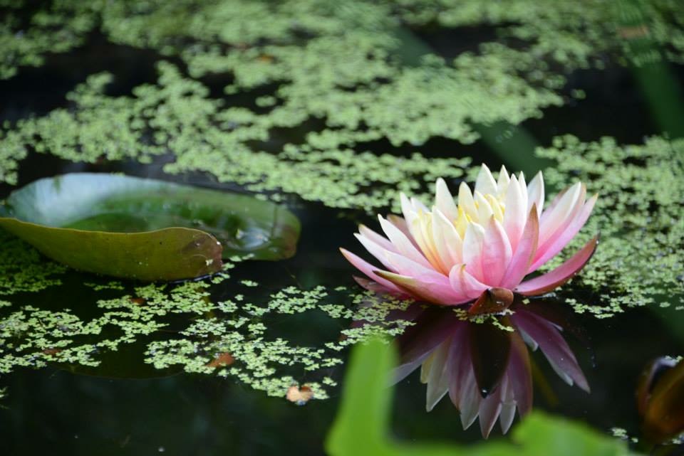 Waterlily on green pond