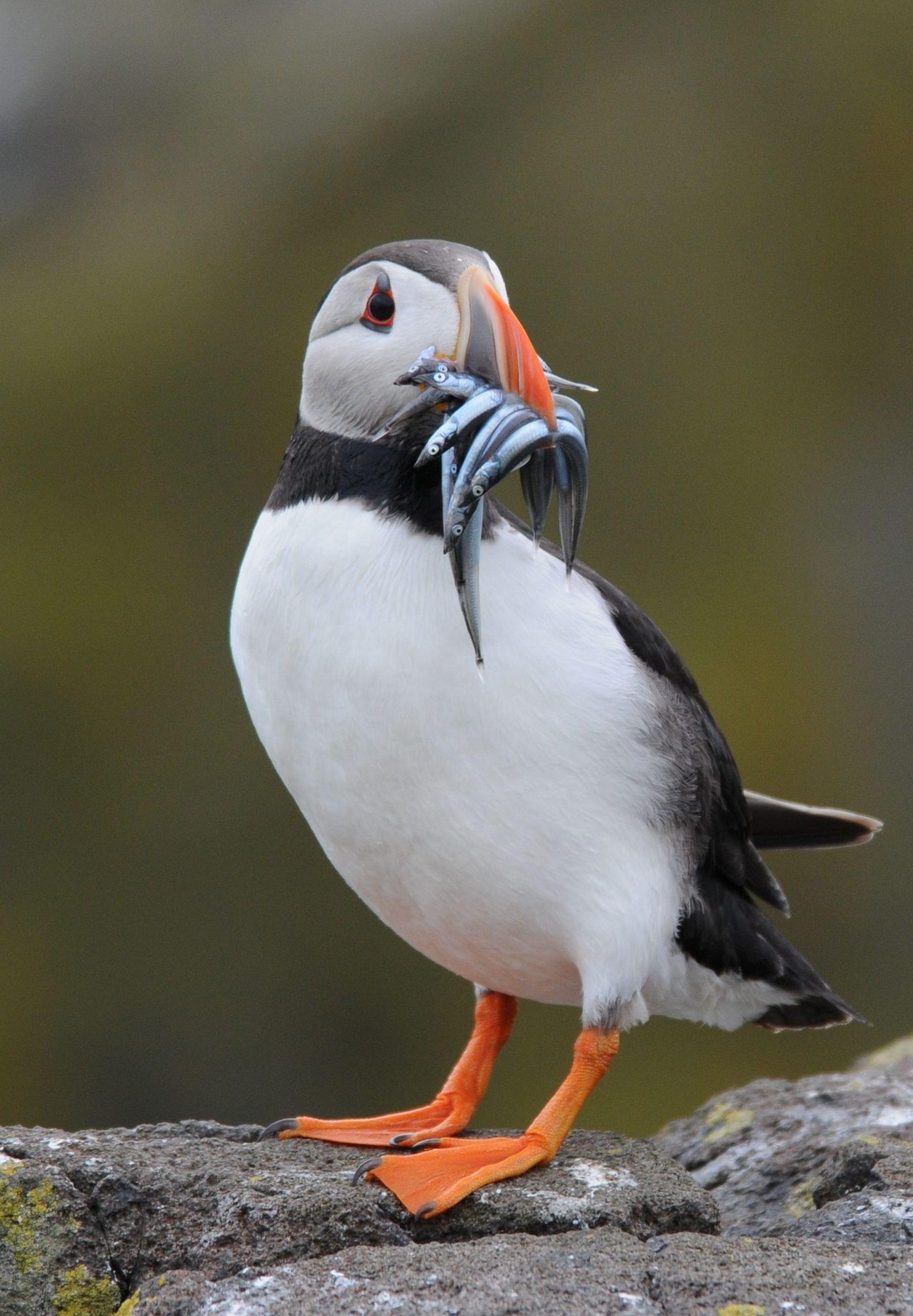 A photo of a puffin standing on a rock with fish in its mouth