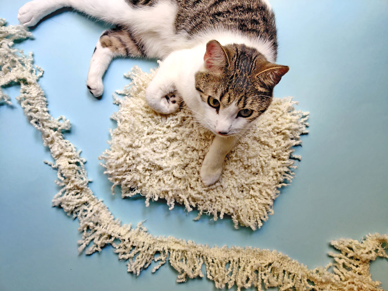 Cat with cream twined mat