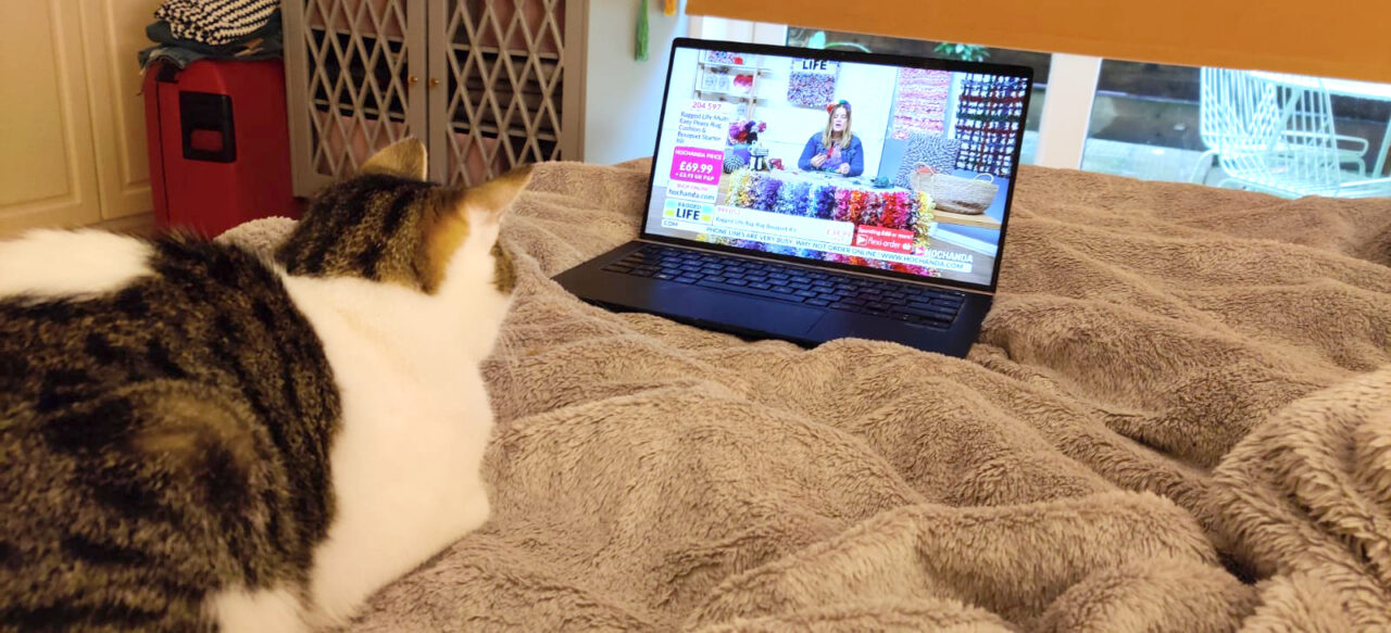 Cat watching hochanda tv on laptop on bed