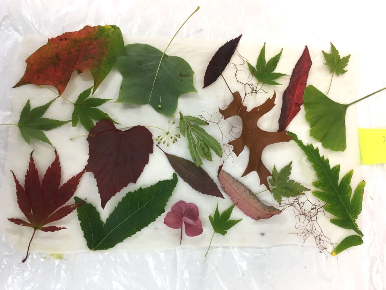 Leaves on paper in preparation for eco-printing workshop